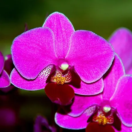 L'orchidea * Lecce
